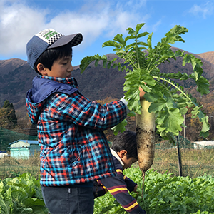 野菜収穫体験